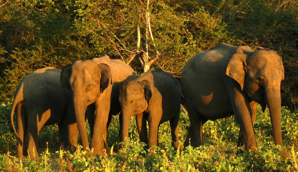 Elephant Trail Udawalawe Habitación foto